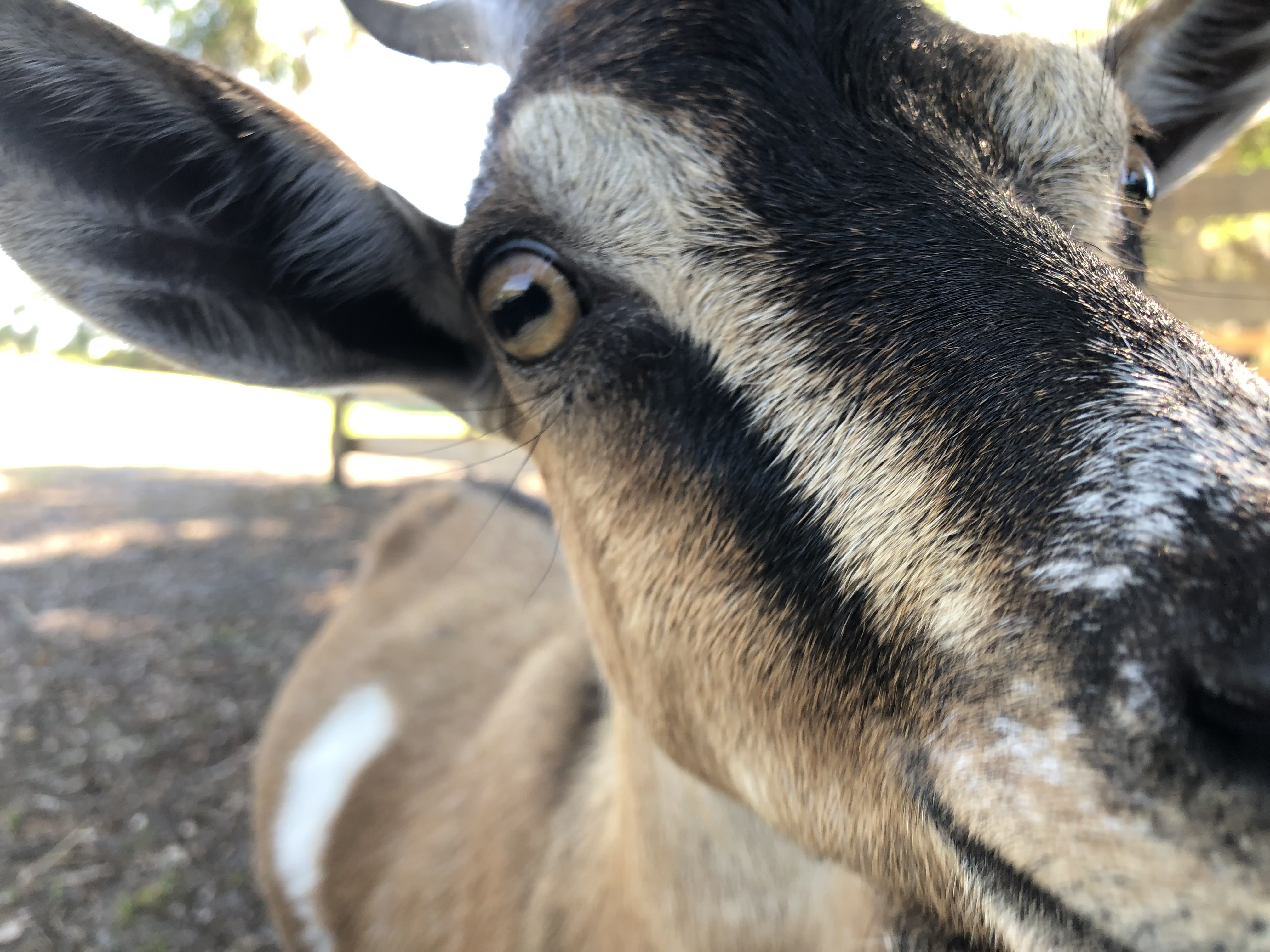 Goat at Artisan Acres