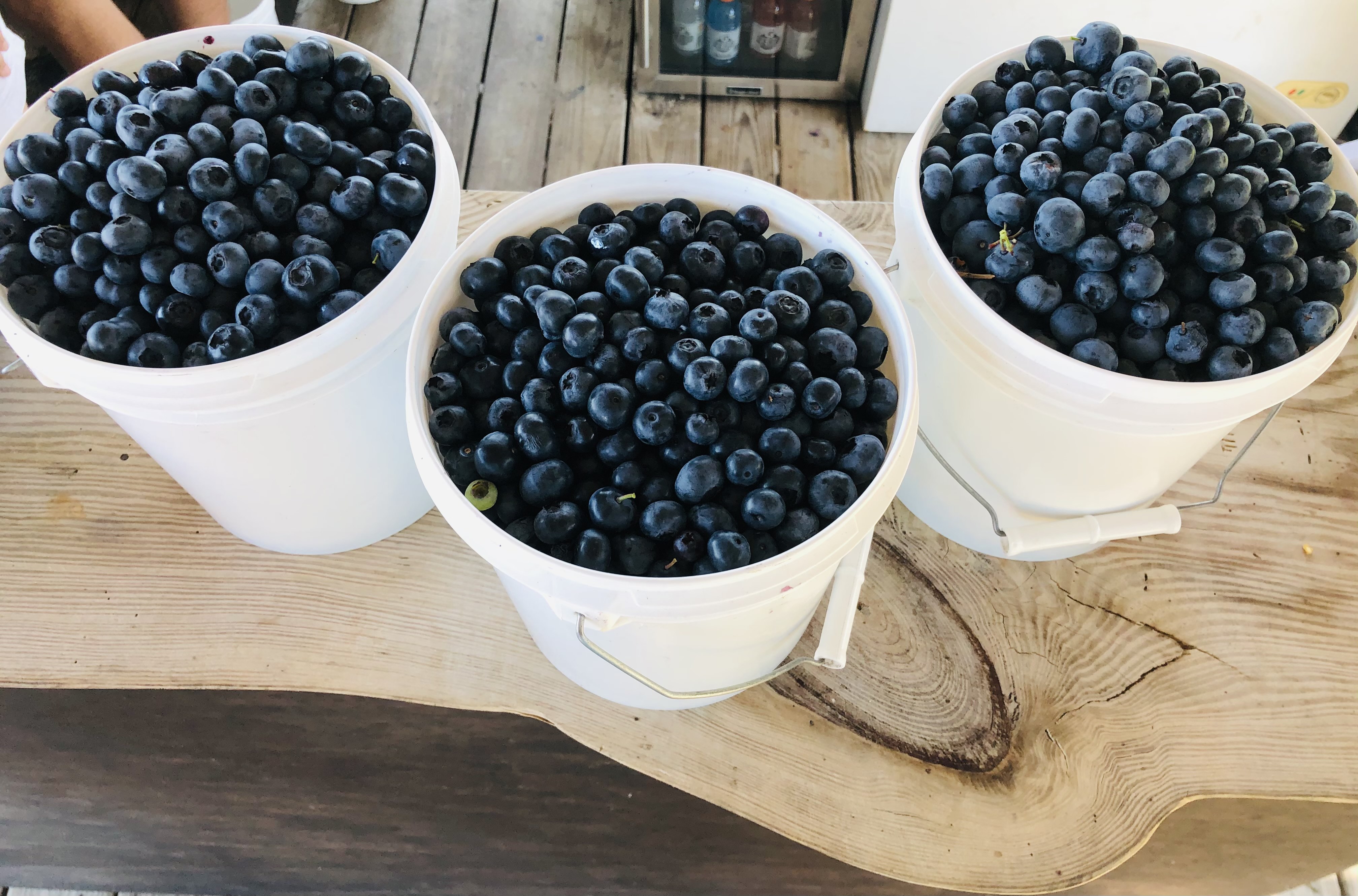 Buckets of Blueberries